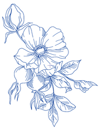 Sketch Bloom Collection