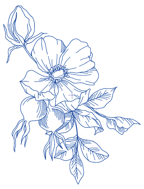 Sketch Bloom Collection