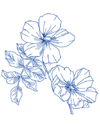 Sketch Bloom Collection