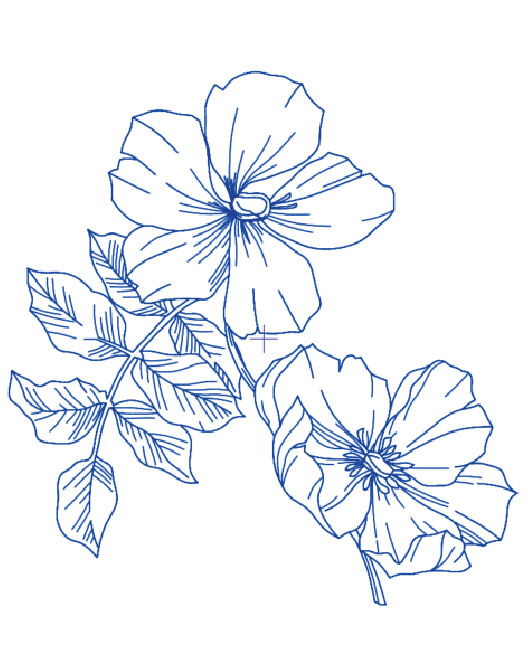 Sketch Bloom Collection