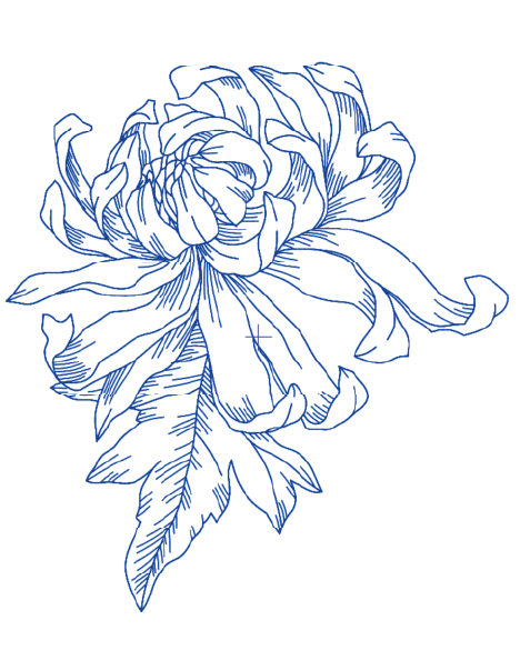 Sketch Bloom Collection