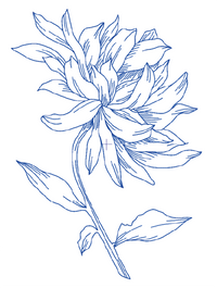 Sketch Bloom Collection